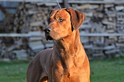 Rhodesian Ridgeback – Red Wheaten Akani vorne