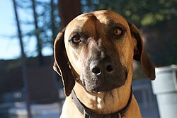 Rhodesian Ridgeback – 2013 365 313 I Dare You Not to Adore Me (10772400223)