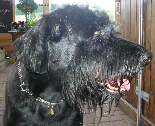 Giant Schnauzer – Giant Schnauzer Lea vom Fresenberg 14 years old