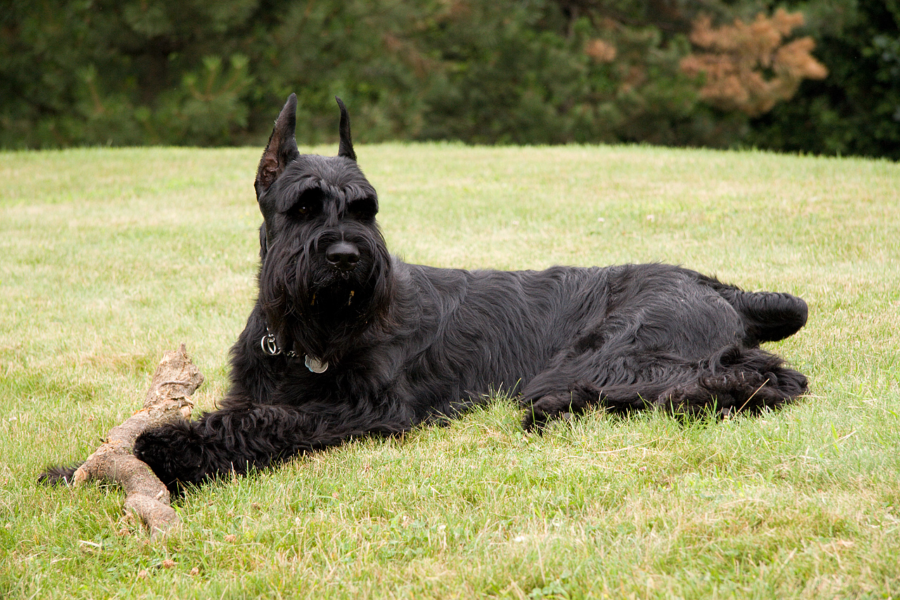 Giant Schnauzer – GiantSchnauzer Grass