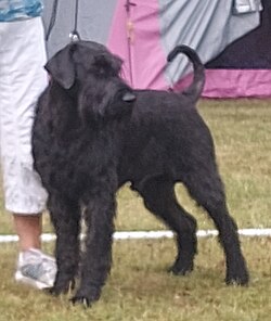 Giant Schnauzer – RiesenSchnauzer black