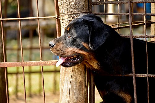 Rottweiler – Rottweiler in Sylhet 01