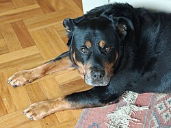 Rottweiler – Rottweiler With Fluffy Mane