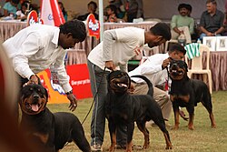 Rottweiler – 3Rottweilers getting ready for a side on examination