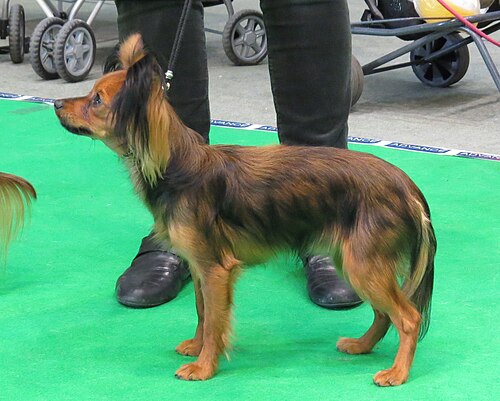 Russian Toy – RTT Sable