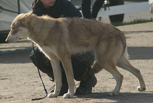 Saarloos Wolfhond – Saarloos Wolfdog brown 1