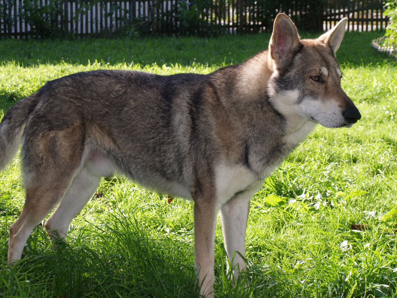 Saarloos Wolfhond – Saarlooswolfhond Merlin v.d.Schattenwaldwoelfen