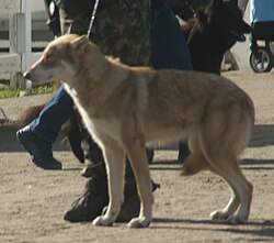 Saarloos Wolfhond – Saarloos Wolfdog brown 2