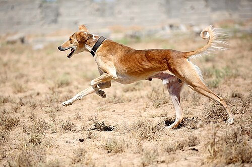 Saluki – Kurdish Saluki