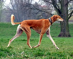 Saluki – Red Smooth Saluki