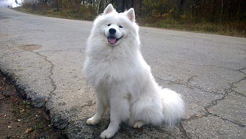 Samoyed – 11.10.2015 Samoyed