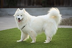 Samoyed – Samoyed dog two year old female dllu