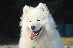 Samoyed – Samojedenrüde