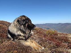 Šarplaninac – Sar planinac
