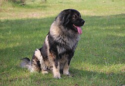 Šarplaninac – Sarplaninac male dog Muri Emír