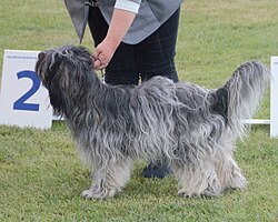 Schapendoes – Schapendoes grey&brown