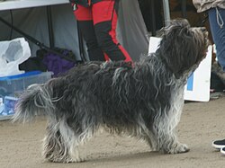 Schapendoes – Schapendoes black & grey 2