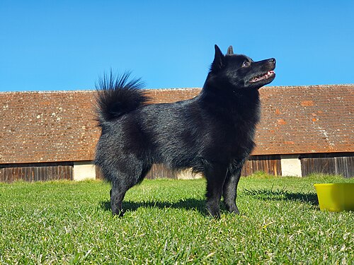 Schipperke – Schipperkehpg002