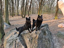 Schipperke – Two Schipperke