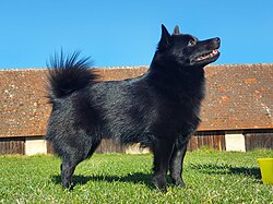 Schipperke – Schipperkehpg002 (cropped)