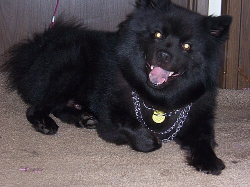 Schwedischer Lapphund – Swedish lapphund 01
