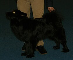 Schwedischer Lapphund – Swedish Lapphund 4