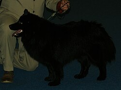 Schwedischer Lapphund – Swedish Lapphund 2