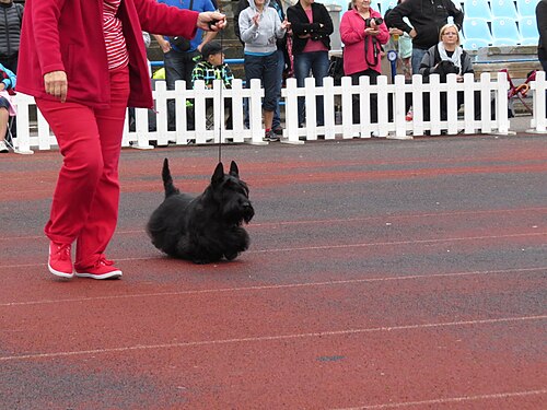 Terrier écossais – Scottish Terrier in Tallinn