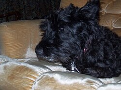 Terrier écossais – Scottish Terrier2