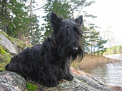 Terrier écossais – Black Scottish Terrier