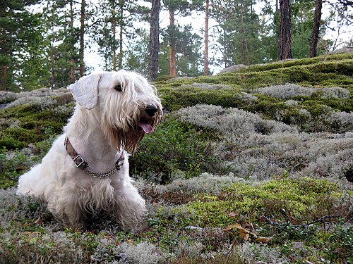 Sealyham Terrier – Sealyham terrier