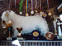 Sealyham Terrier – Sealyham terrier 1