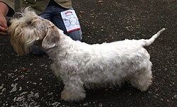 Sealyham Terrier – Sealyham terrier y7