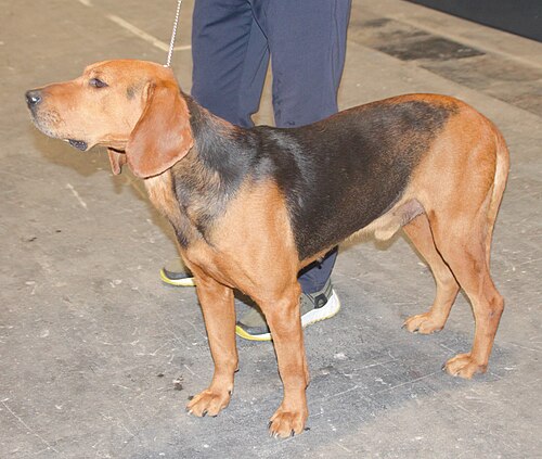 Segugio serbo – Serbianhoundgonic3