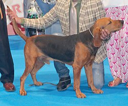 Segugio serbo – Serbianhoundgonic1