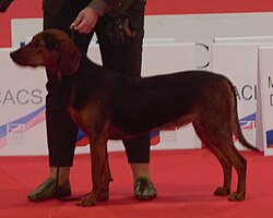 Segugio serbo – Serbianhound1