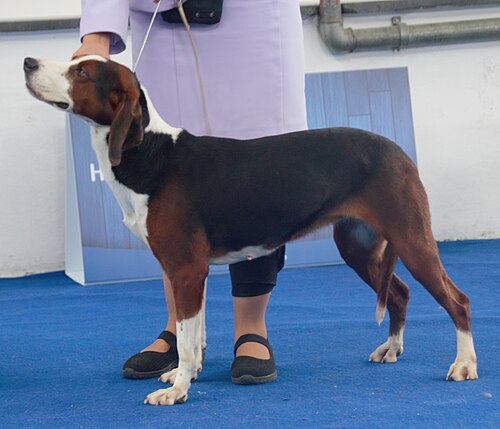 Chien courant tricolore serbe – Serbiantricolorak2