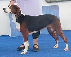 Chien courant tricolore serbe – Serbiantricolorak1