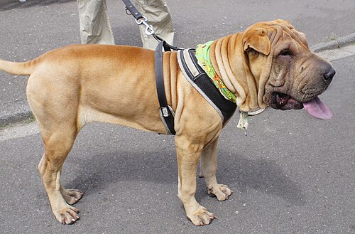 Shar Pei – Shar Pei 2
