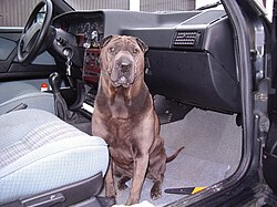 Shar Pei – SHARPEI NINA