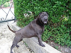 Shar Pei – SHARPEI NINA1