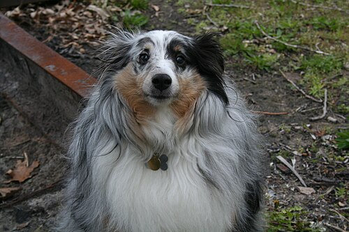 Shetland Sheepdog – Blue merle Shetland Sheepdog sitting outdoors