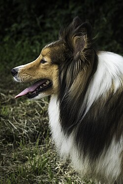 Shetland Sheepdog – Ejemplar adulto de Shetland Sheepdog