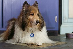 Shetland Sheepdog – 2015 365 219 Bailey Ponders the Meaning of Life (20390048715)