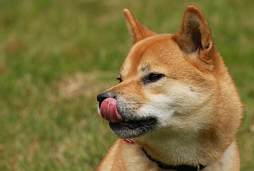 Shiba Inu – A Shiba Inu head