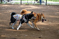 Shiba Inu – 2020 09 22 Shiba Inus interacting 02