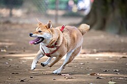 Shiba Inu – 2020 09 22 Shiba Inu running