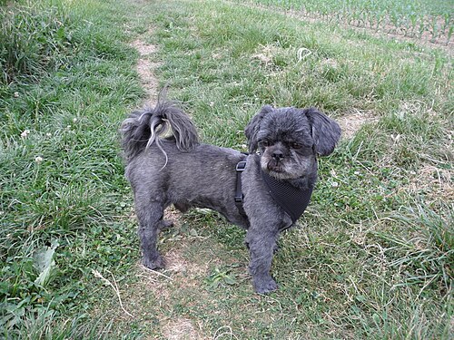 Shih Tzu – Struppi shih tzu