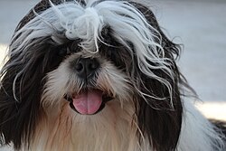 Shih Tzu – Tommy Shih Tzu (Perro león)