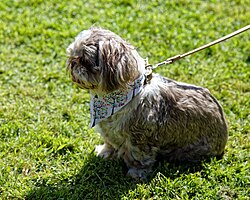 Shih Tzu – Shih Tzu at Easton Lodge Gardens open day, Little Easton, Essex, England 01